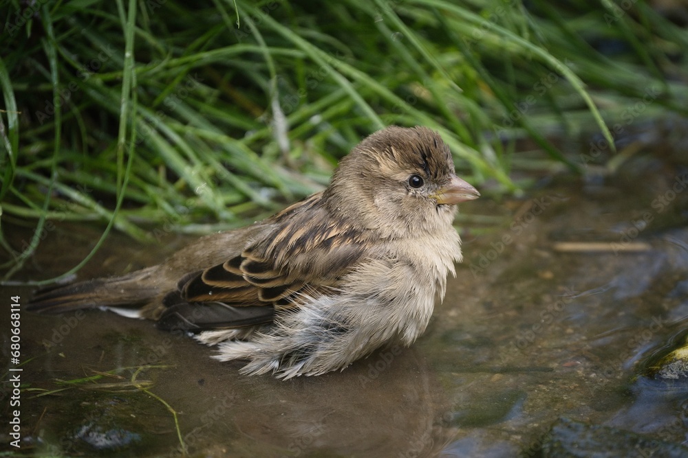 Close up photo of House sparrow, (Passer domesticus), also called English sparrow, sitting in the water. Close up photo of House sparrow, (Passer domesticus), also called English sparrow, sitting in the water.