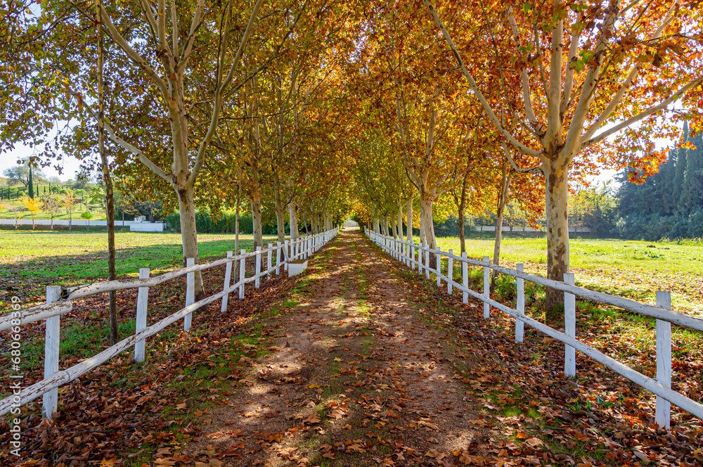 Sunny Autumn Path: Path between white fences and trees adorned with red and yellow leaves.
