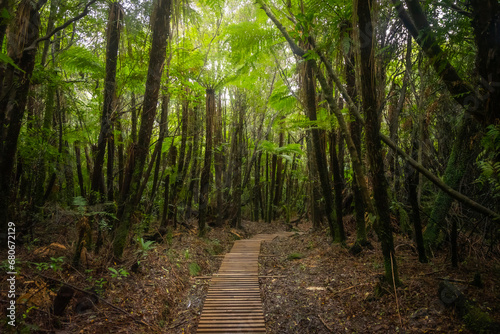 The photo shows forest with wooden walking path in Egmont National park, New Zealand.