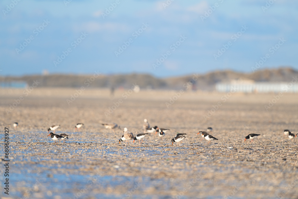 Seagulls at the beach