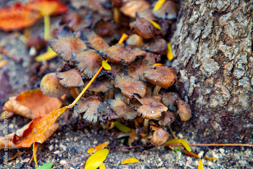 Mushrooms. Mushroom on a stump in a beautiful autumn forest. Group mushrooms in autumn forest with leaves. Wild mushrooms on the stump of spruce. Autumn time in the forest. Autumn concept. The woods.