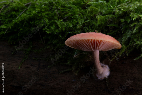 Rhodotus palmatus / Rosa Adernseitling 