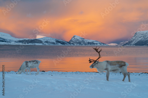 Reindeer in Northern Norway in winter with beautiful and colourful background . High quality photo