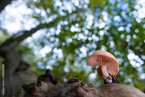 Rhodotus palmatus / Rosa Adernseitling 