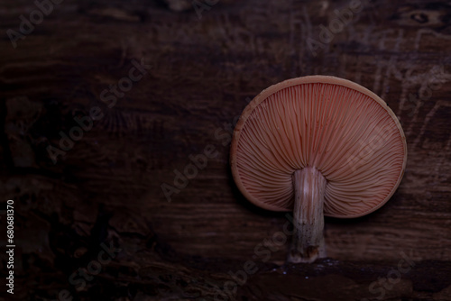 Rhodotus palmatus / Rosa Adernseitling 