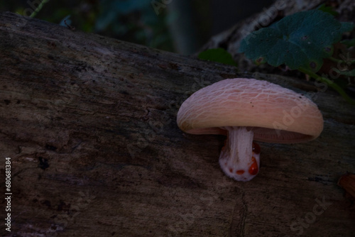 Rhodotus palmatus / Rosa Adernseitling 