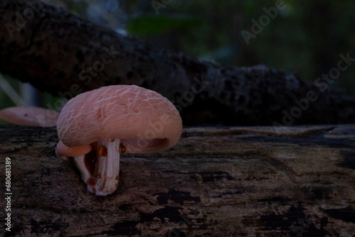 Rhodotus palmatus / Rosa Adernseitling 