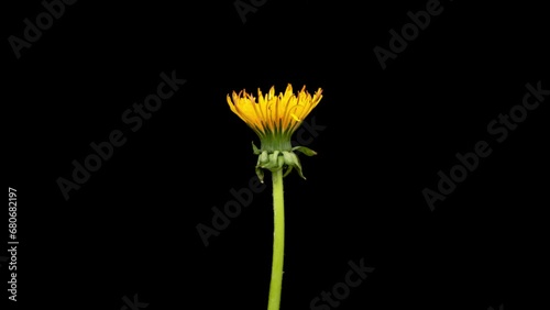 Dandelion Seed Head Blossom Timelapse on a Black Background. Blossoming White Dandelion. Fluffy Flower Plant 4K