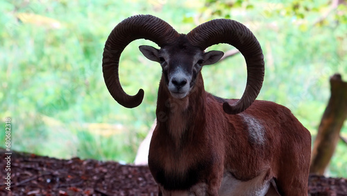 muflon europeo