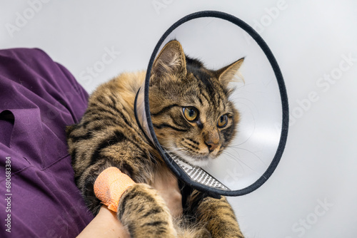 Cuadro en lienzo Cat in veterinary collar after surgery in veterinarian doctors hand at vet clinic