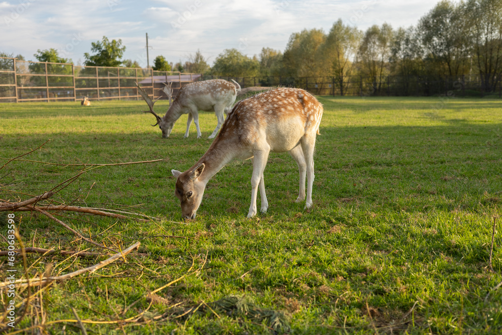 Sika deer graze on green grass in a pen at the zoo. A beautiful deer nibbles grass in a fenced meadow. Wild spotted deer at the zoo on a clear day. Sika deer graze on green grass in a pen at the zoo. A beautiful deer nibbles grass in a fenced meadow. Wild spotted deer at the zoo on a clear day.