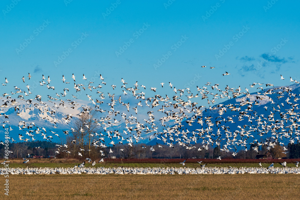 Beautiful Snow Geese in Skagit Valley, Washington State