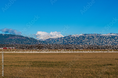 Beautiful Snow Geese in Skagit Valley, Washington State photo