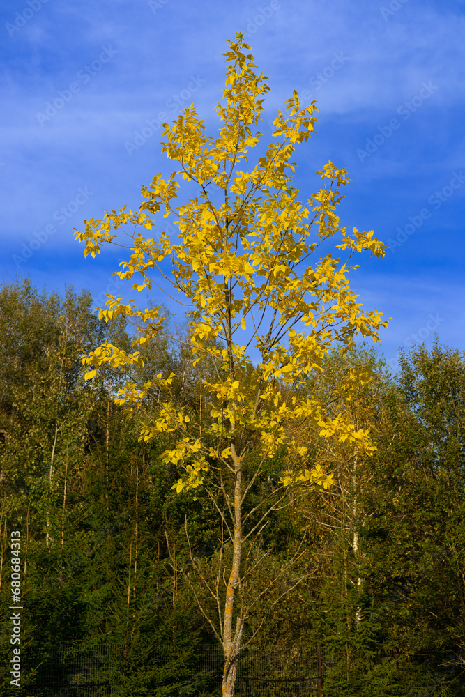 A young beautiful tree stands out brightly against the background of the blue sky and the grove in the background A beautiful tree stands calmly against the sky in sunny weather. Beautiful landscape. A young beautiful tree stands out brightly against the background of the blue sky and the grove in the background A beautiful tree stands calmly against the sky in sunny weather. Beautiful landscape.