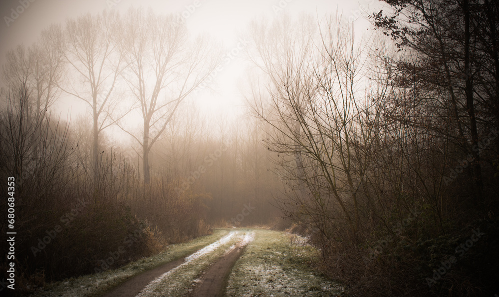 Obraz premium morning in the forest with snow and mist