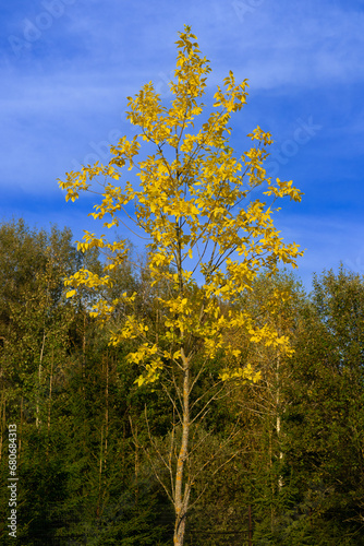 Fototapeta Naklejka Na Ścianę i Meble -  A young beautiful tree stands out brightly against the background of the blue sky and the grove in the background A beautiful tree stands calmly against the sky in sunny weather. Beautiful landscape.