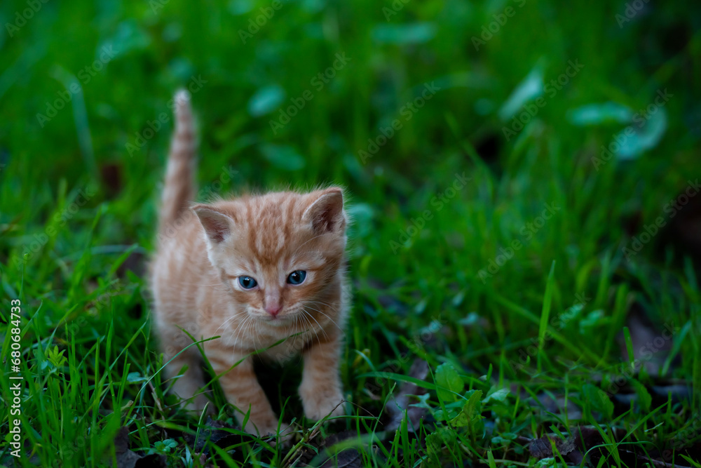 Brown and blue-eyed kitten playing on green grass Brown and blue-eyed kitten playing on green grass