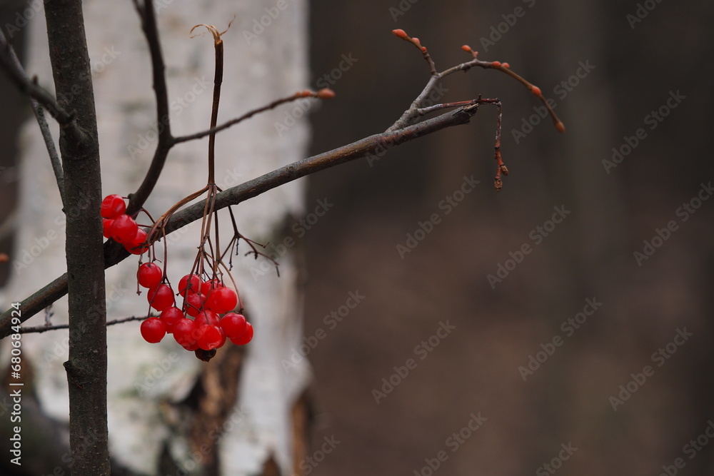Viburnum. Viburnum berries are ripe, red on a tree branch. Viburnum. Viburnum berries are ripe, red on a tree branch.