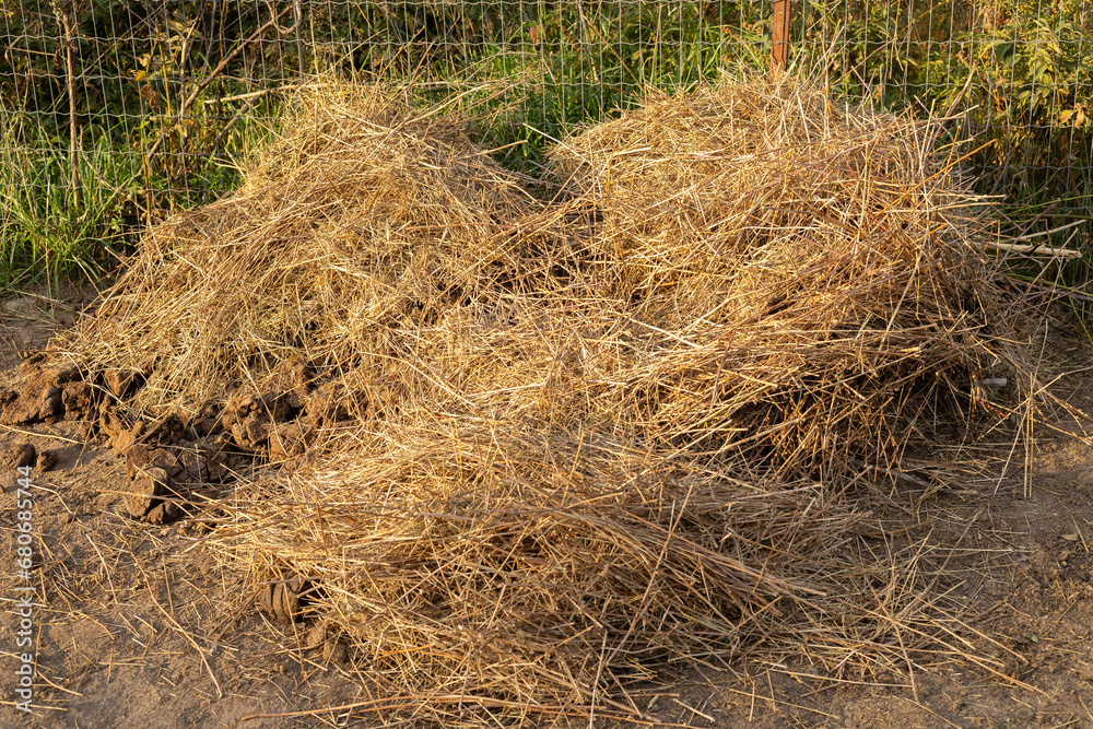 Old hay and droppings are placed in a compost heap to rot. A pile of horse manure to fertilize