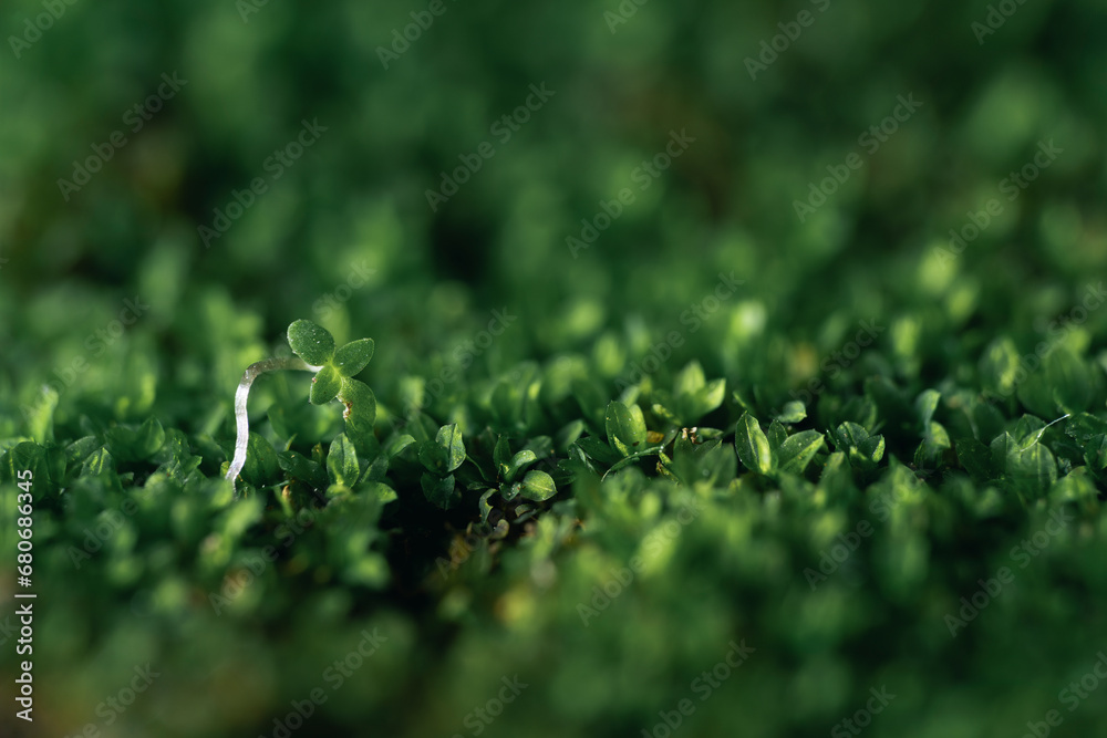 Fototapeta premium green grass background