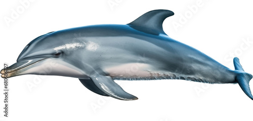 Dolphin on a light transparent background.