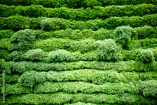 Wall of Lush Green Foliage, Hedge, Background, Texture