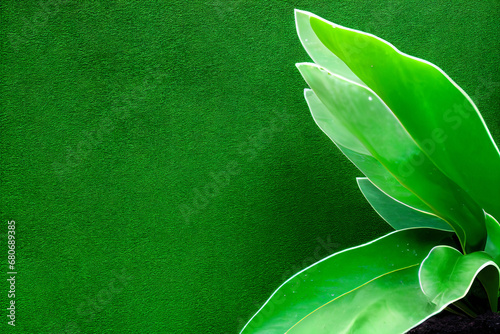 Wall of Lush Green Foliage, Hedge, Background, Texture