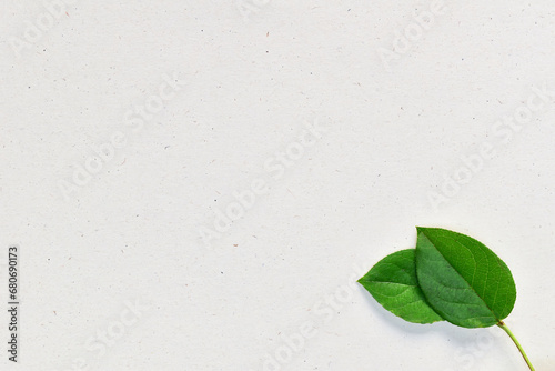 Green leaves on paper texture background, eco design, copy space