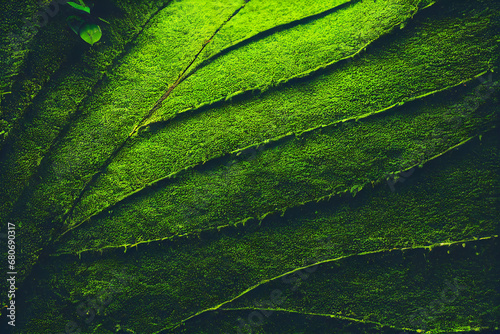 Wall of Lush Green Foliage, Hedge, Background, Texture