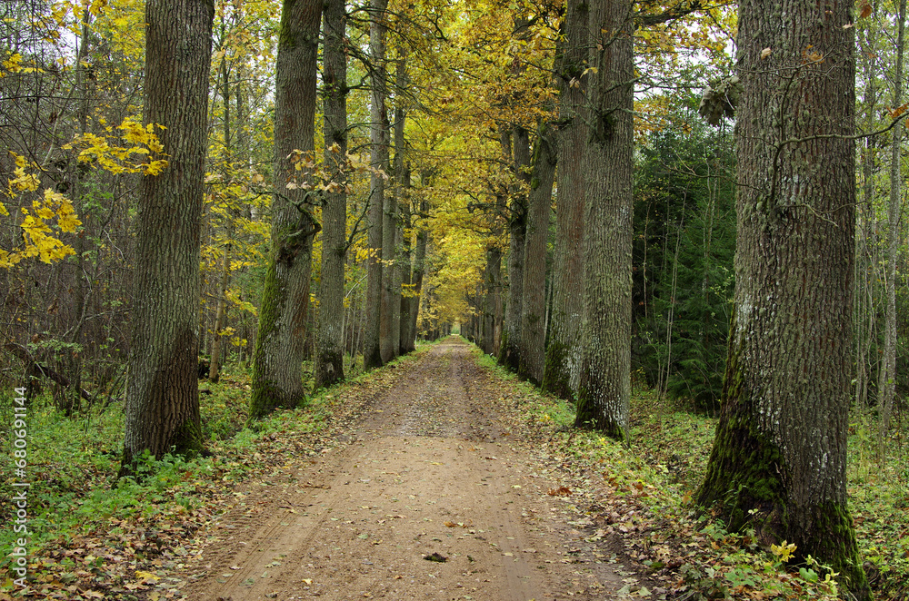 Obraz premium path in autumn forest