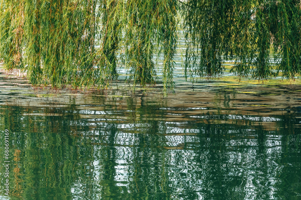 Weeping willow branches above the river water surface