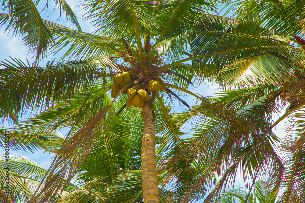 From below palm tree with green branches and coconuts From below palm tree with green branches and coconuts