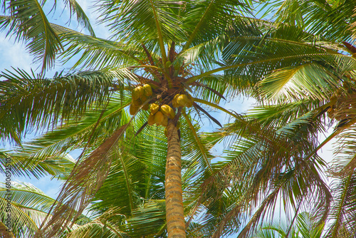 From below palm tree with green branches and coconuts