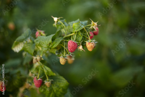 A branch with ripe raspberry fruits at the ripening stage