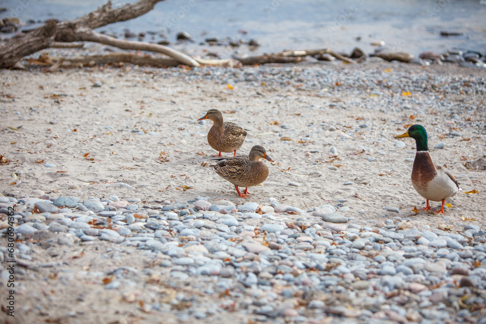 Two female mallard ducks on a rocky shore Two female mallard ducks on a rocky shore