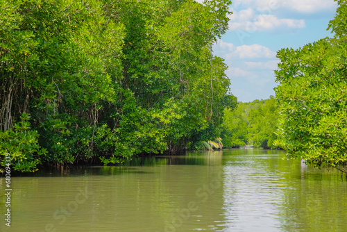 mangrove biome mangrove forest or mangal