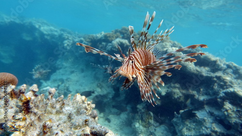 Lion Fish in the Red Sea.

Lion Fish in the Red Sea in clear blue water hunting for food .
