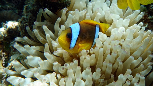 Clown fish amphiprion  Amphiprioninae . Red sea clown fish. 