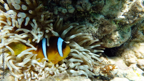 Clown fish amphiprion (Amphiprioninae). Red sea clown fish. 