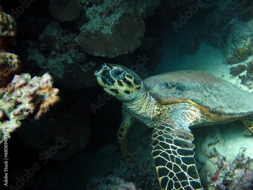 Hawksbill sea turtle (CR species) Hawksbill Turtle - Eretmochelys imbricata. © Vitalii6447