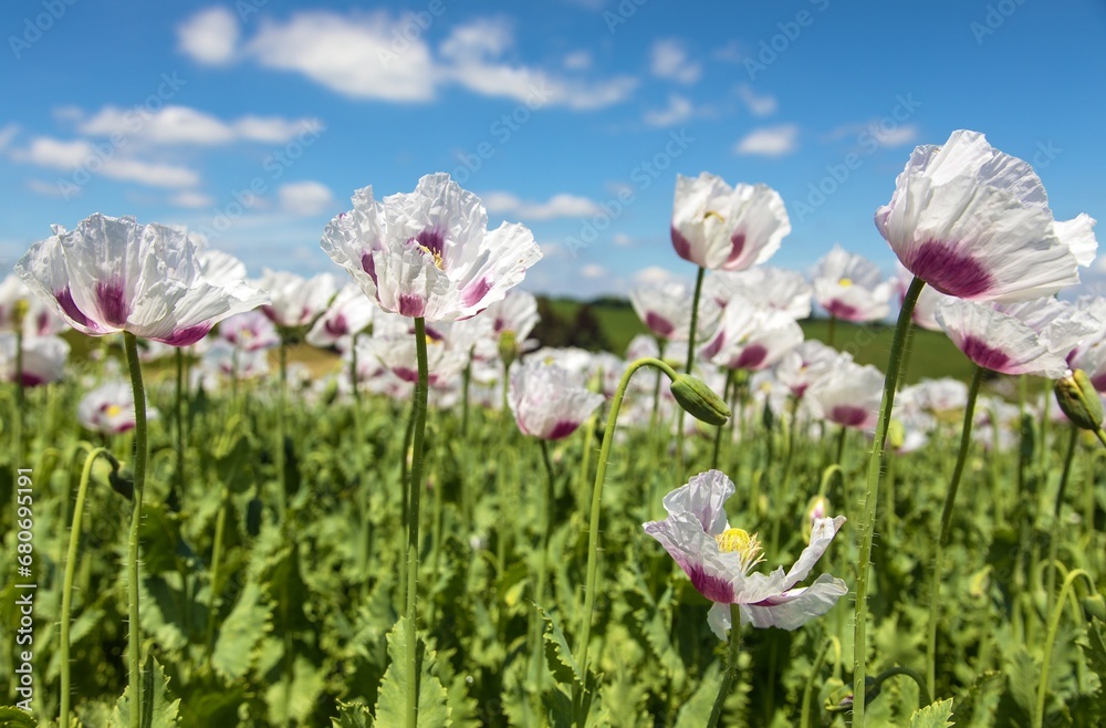 flowering opium poppy field in Latin papaver somniferum flowering opium poppy field in Latin papaver somniferum