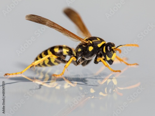 Mirroring wasp, European common wasp, Vespula Vulgaris © Daniel Prudek