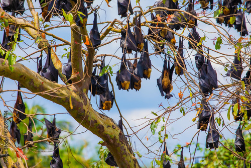 Photos close-up hanging Mariana fruit bat (Pteropus mariannus)