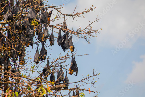 close-up hanging Mariana fruit bat (Pteropus mariannus) photo