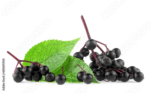 Ripe black elderberry or Elder with green leaves isolated on a white background. Sambucus. European black elder plant.