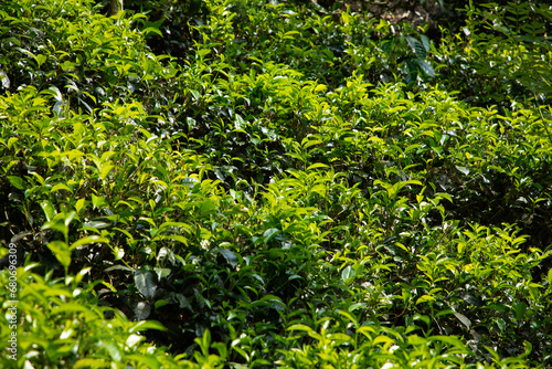 Fototapeta Naklejka Na Ścianę i Meble -  high mountain tea plantation in Sri Lanka
