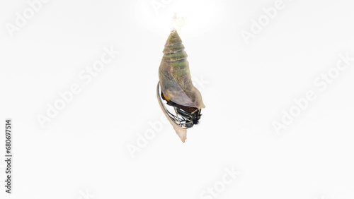 Timelapse of a Papilio Palinurus butterfly attached to its chrysalis within minutes of emerging 4K