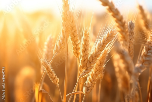 Ripe cereal grains in field. Wheat field. Rural Scenery under Shining Sunlight.