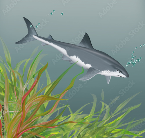 illustration d un requin blanc qui nage dans l eau limpide avec des algues