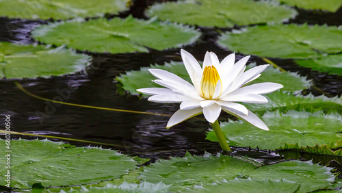 Water lily in a garden pond